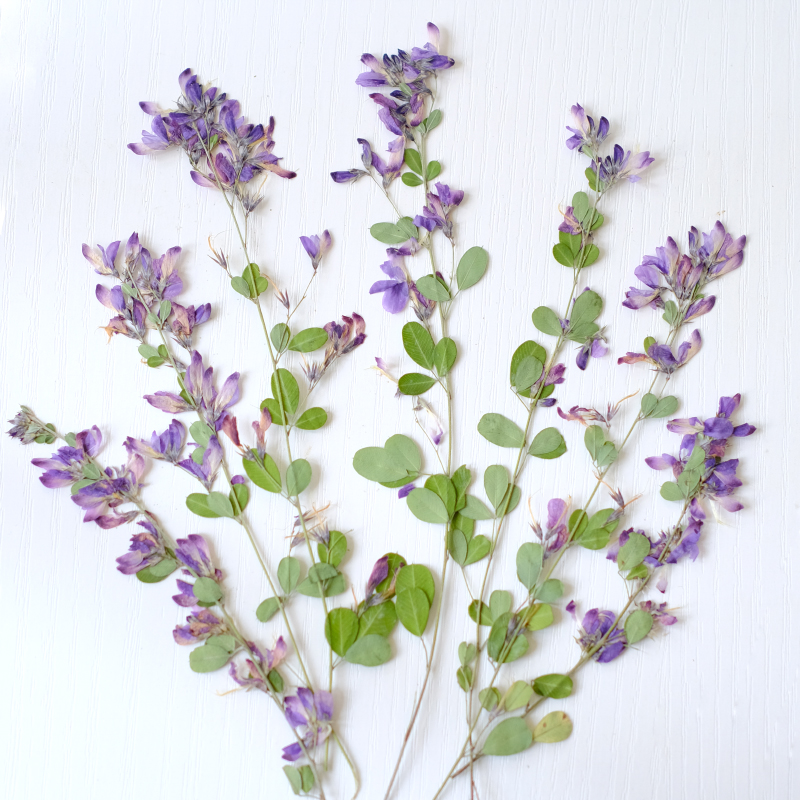 6pcs,nature Lespedeza Formosa  - đánh giá và giá Resin Art Bookmark