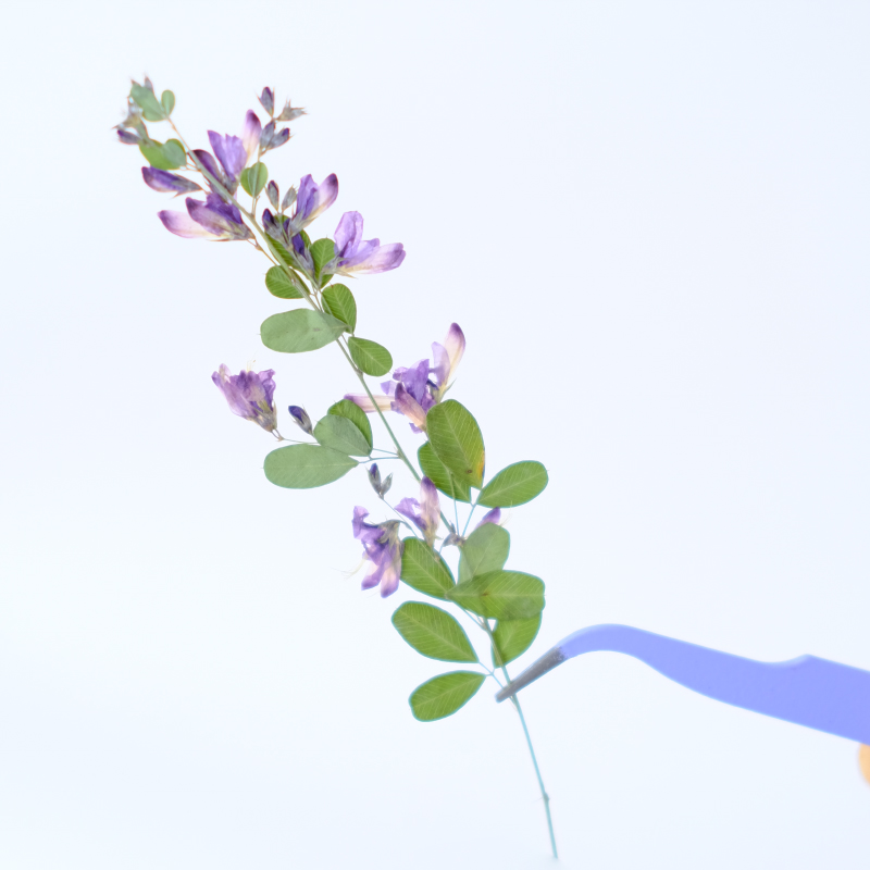 6pcs,nature Lespedeza Formosa  - đánh giá và giá Resin Art Bookmark