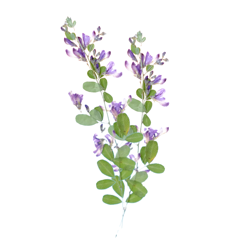 6pcs,nature Lespedeza Formosa  - đánh giá và giá Resin Art Bookmark