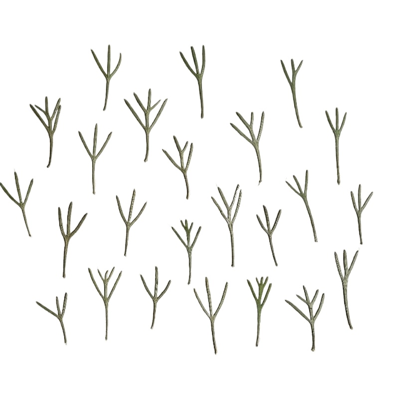 24pcs,Real Pressed Achillea Le - đánh giá và giá Resin Art Bookmark
